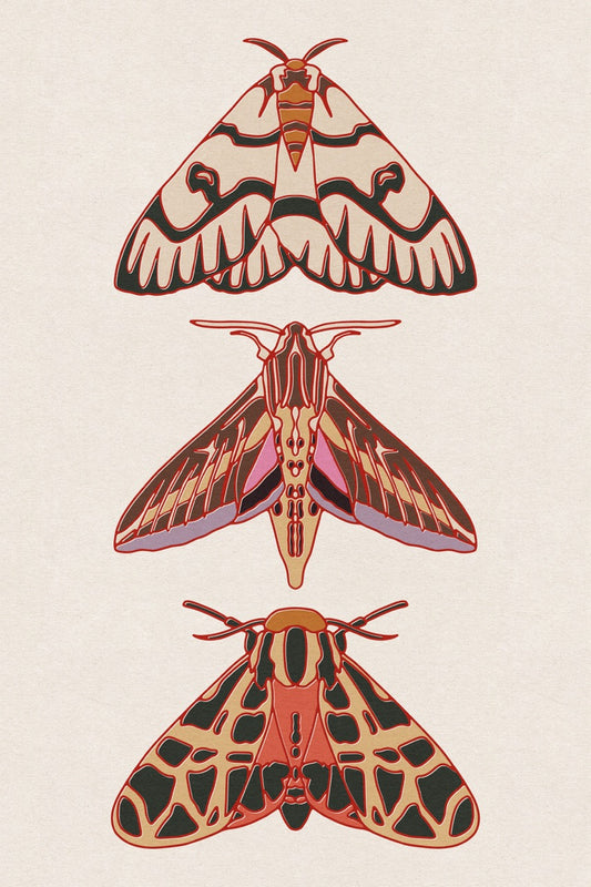 Three Moth 12x18 Print